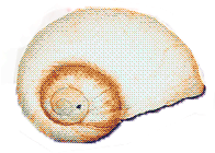 Snail shell
