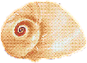 Snail shell
