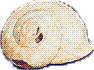 Snail shell